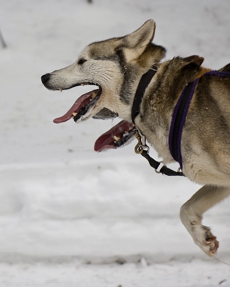 2009-03-14, Competition de traineaux a chiens au Bec-scie (134549).jpg - Dans le parcours